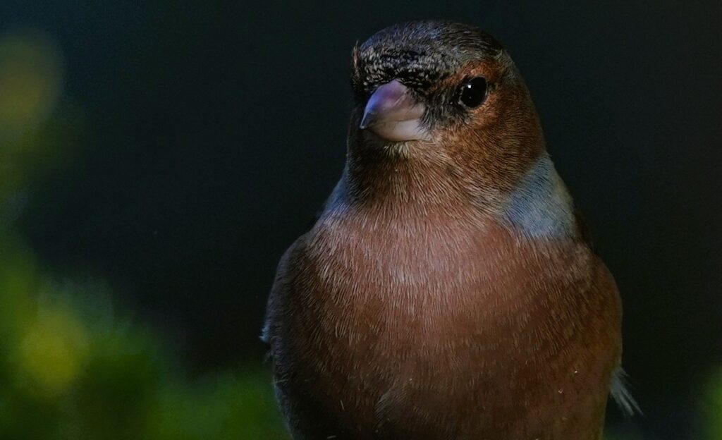 Vinken hebben net zoals andere in de familie een grote, stevige snavel (de Natuur van hier)