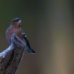De vink is een van de algemeenste vogels van ons land en daardoor vergeten we soms hoe wonderschoon ze zijn (de Natuur van hier)