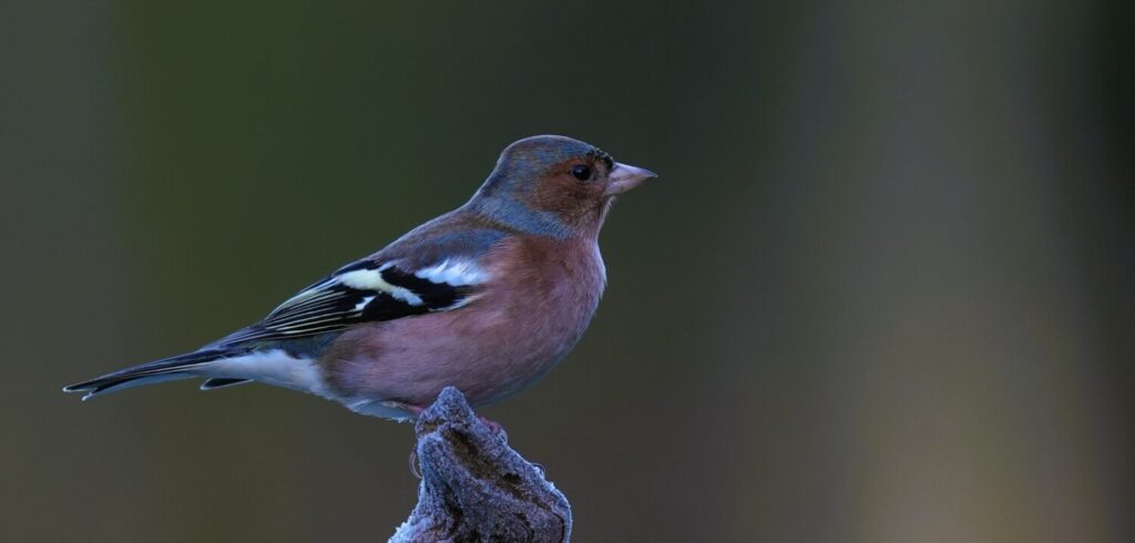 De witte vleugelstrepen zijn een van de opvallendste kenmerken van vinken (de Natuur van hier)