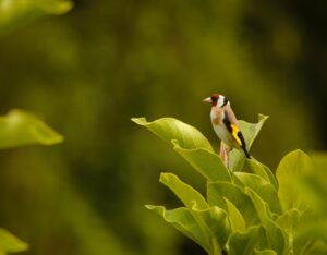 Distelvink (putter) soortpagina. Hier vind je alles over deze vinkachtige (de Natuur van hier)