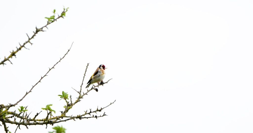 Mannetjes distelvinken gebruiken vaak een hoge boomtop of struik om vanuit daar hun melodieuze zang te laten horen, die zich wijd door het landschap versprijd (de Natuur van hier)