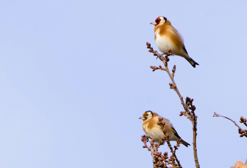 Bij mannetjes distelvinken loopt het rode masker door tot achter het oog, bij vrouwtjes tot halverwege het oog. Daarnaast is het rode masker bij mannetjes feller gekleurd en hebben ze een iets grotere snavel. Op deze foto zijn de verschillen tussen mannetje en vrouwtje goed te zien (de Natuur van hier)