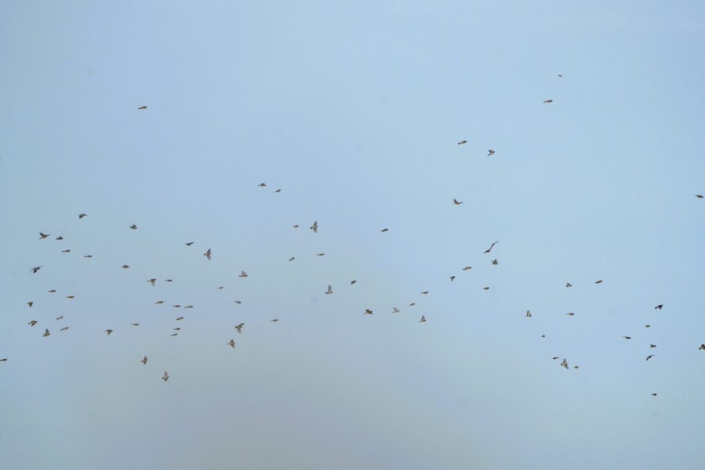 Een (deel van een) grote groep vinkachtigen in de winter, gezamenlijk op zoek naar voedsel op een akker met granen en kruiden die nog vol met zaden zitten. De totale groep bevatte minimaal 400 vogels en bestond onder ander uit distelvinken (putter), kepen en vinken (de Natuur van hier)