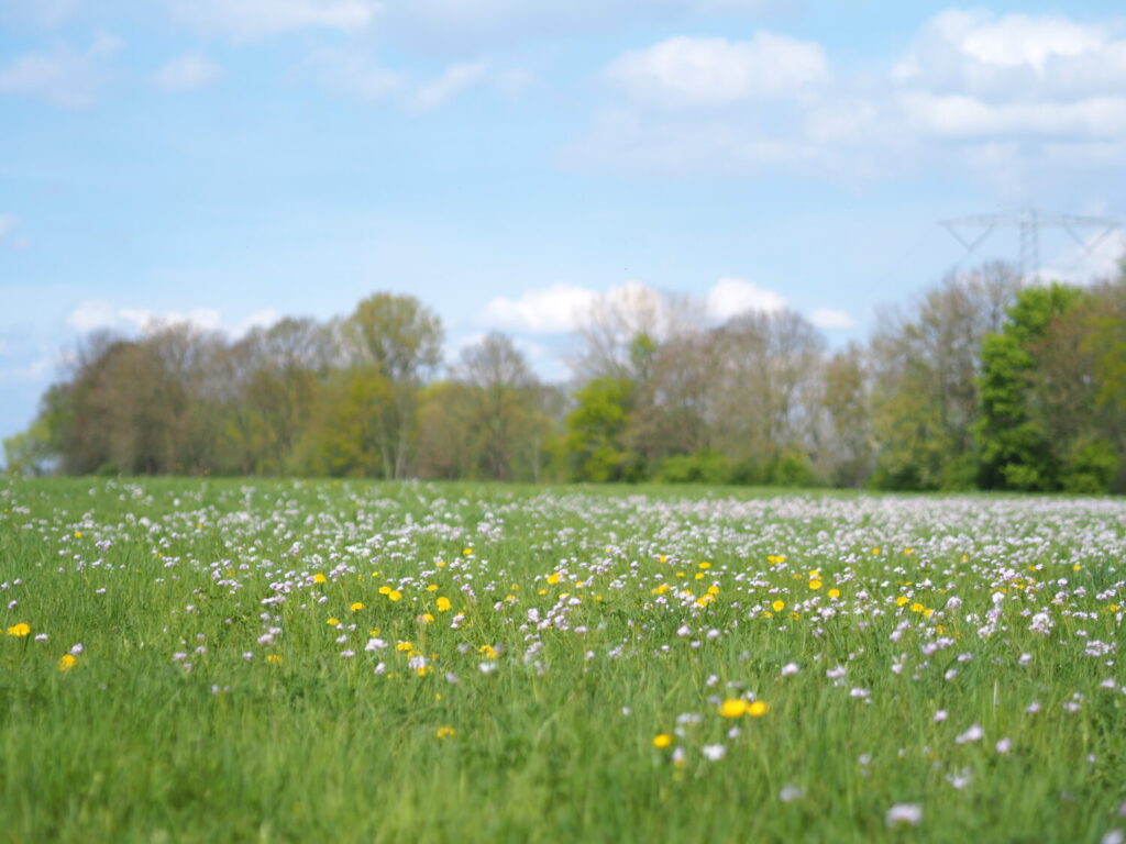 Kruidenrijke grasland vormt een belangrijk leefgebied voor de distelvink, vanwege de vele zaaddragende planten die erin voorkomen (de Natuur van hier)