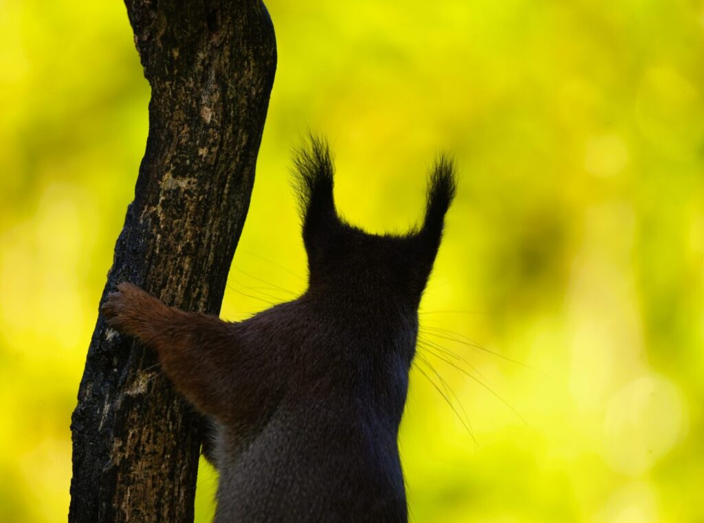 Dieren zoals eekhoorns, kraaien en huiskatten kunnen niet goed verscholen nesten van de vink roven (de Natuur van hier)