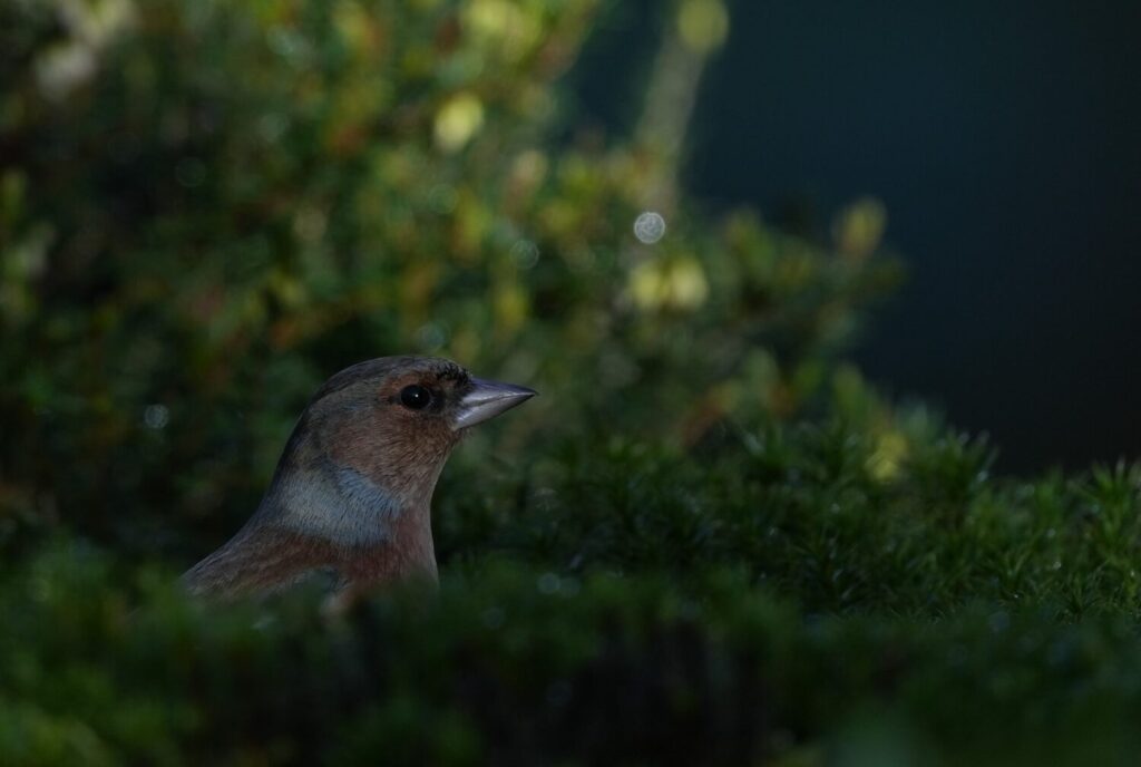 De meeste vinken die broeden in Nederland zijn standvogels, maar een deel trekt ook naar het zuiden (de Natuur van hier)