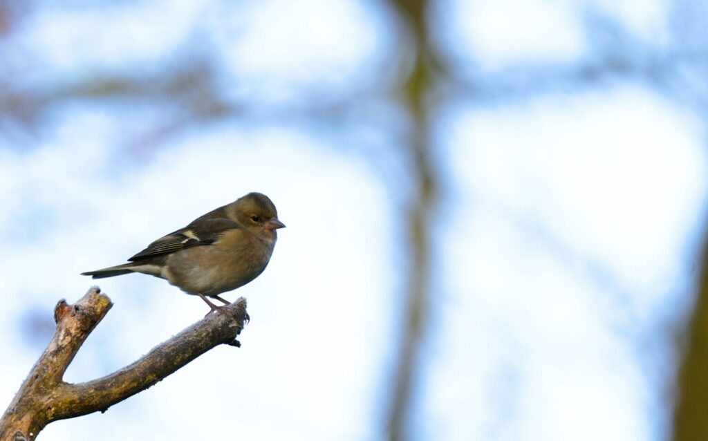 Het vrouwtje vink heeft een duidelijk ander verenkleed dan mannetje vink (de Natuur van hier)