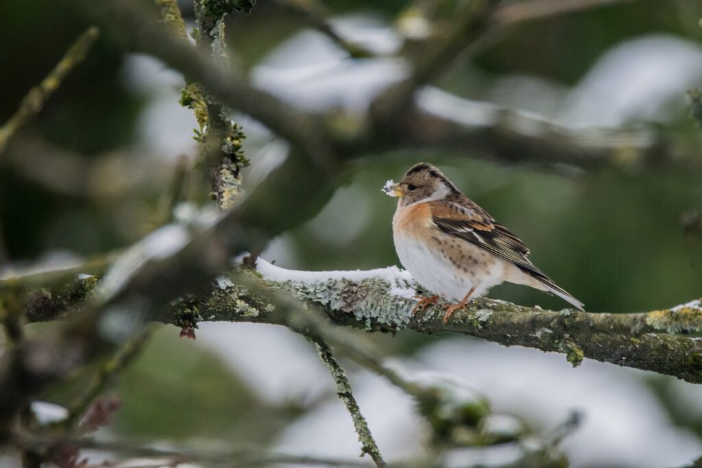Verenkleed vrouwtje keep (Saxifraga - Theo Verstrael)
