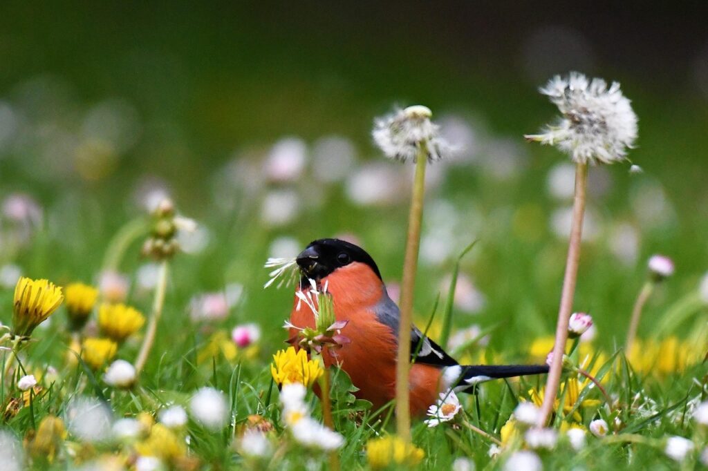 Goudvink eet van paardenbloem