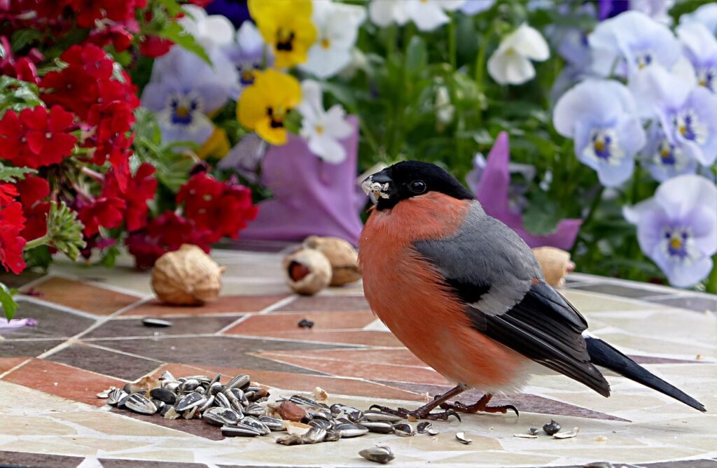 Goudvink eet zonnebloempitten in een tuin