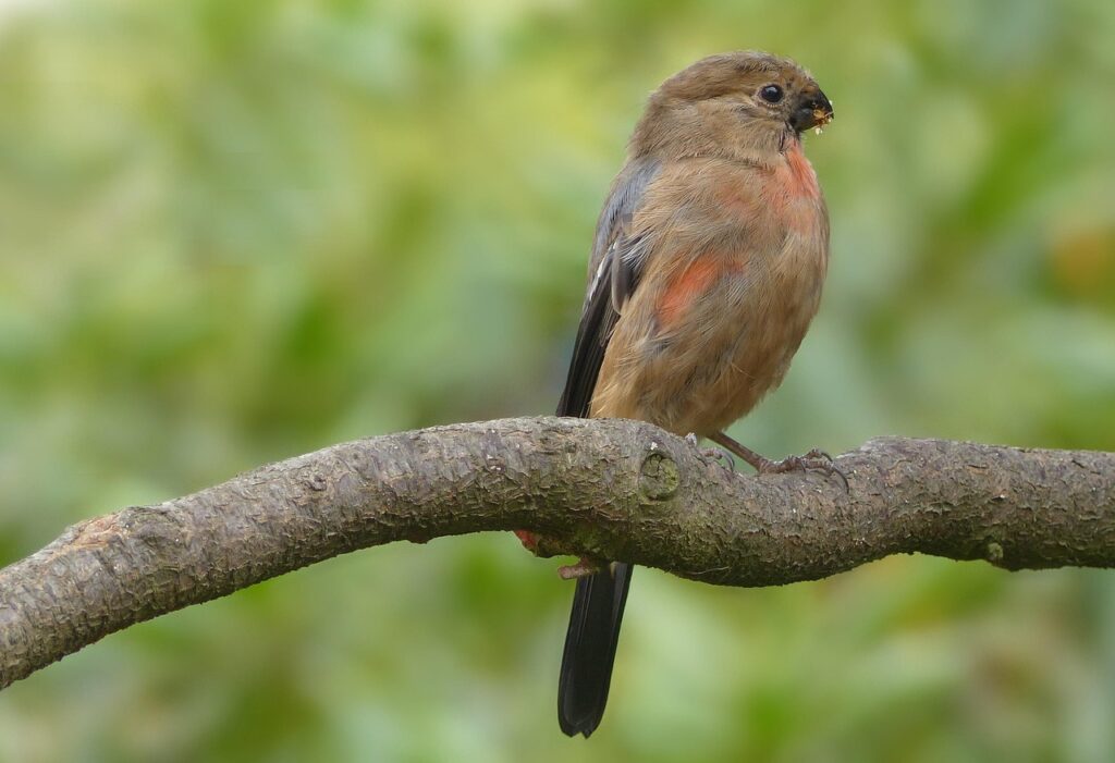 Juveniele goudvinken zijn goed te herkennen, omdat ze nog geen zwarte kop hebben