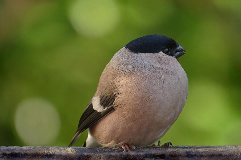 In Vlaanderen staat de goudvink als  'bijna in gevaar' op de Rode Lijst