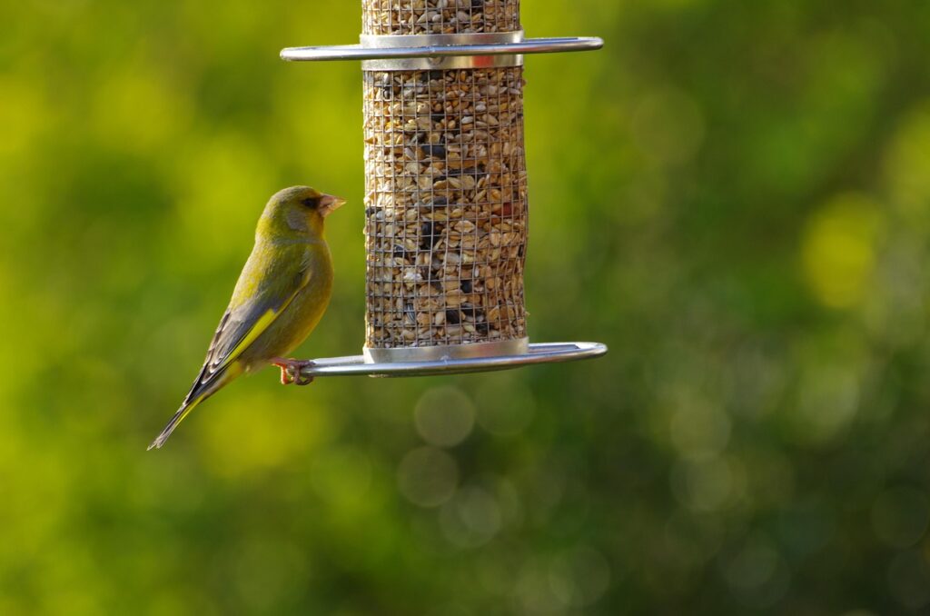 Groenlingen maken dankbaar gebruik van aangeboden vogelvoer in tuinen
