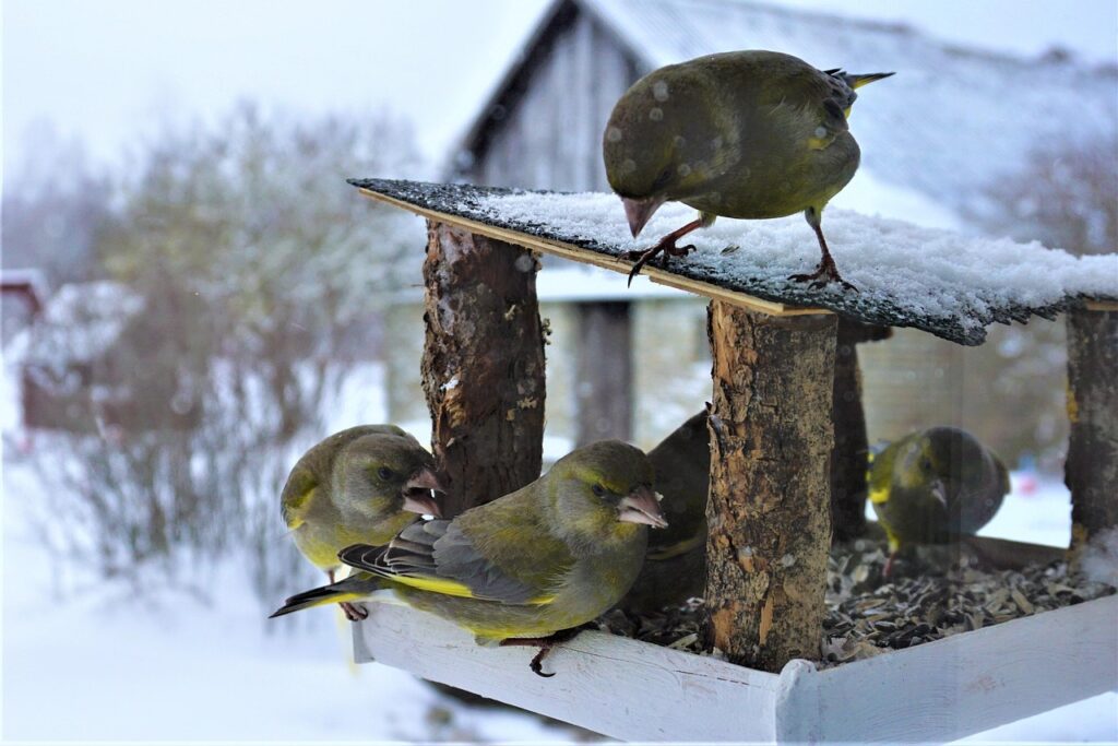 Vooral in de winter komen groenlingen in groepjes af op voedertafels