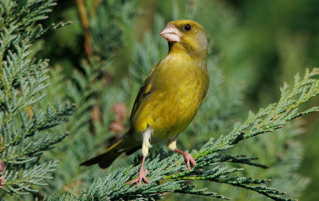 Groenlingen broeden graag in dichte struiken of bomen, zoals coniferen