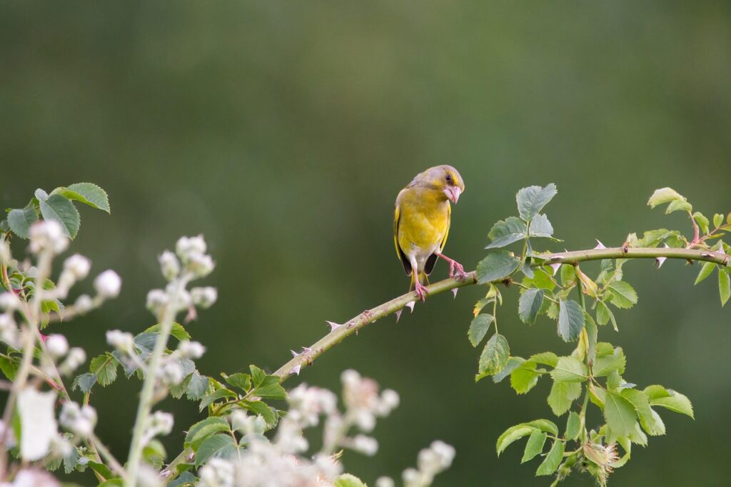 De aanplant van inheemse struiken in tuinen kan de groenling helpen