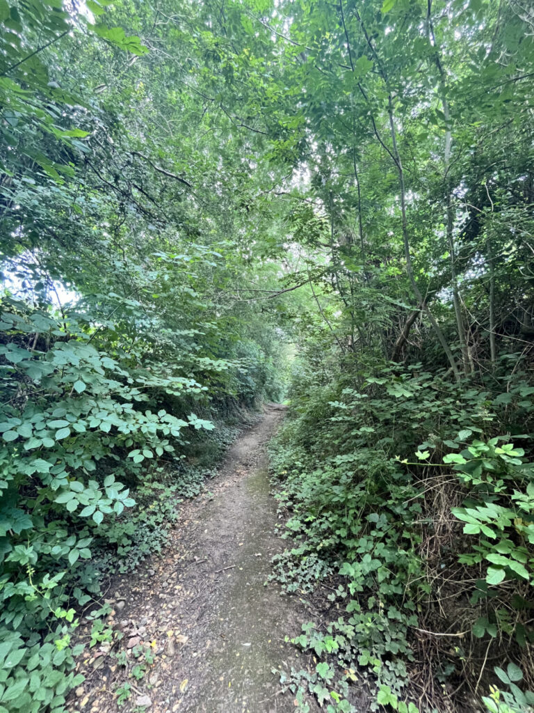 Bossen en landschapselementen met veel ondergroei zijn een geschikt leefgebied voor de goudvink (de Natuur van hier)