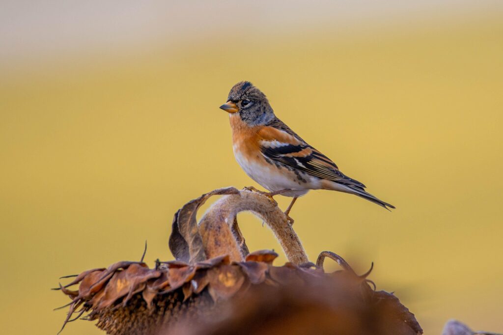 Zonnebloemzaden zijn geliefd bij overwinterende kepen