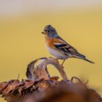 Zonnebloemzaden zijn geliefd bij overwinterende kepen