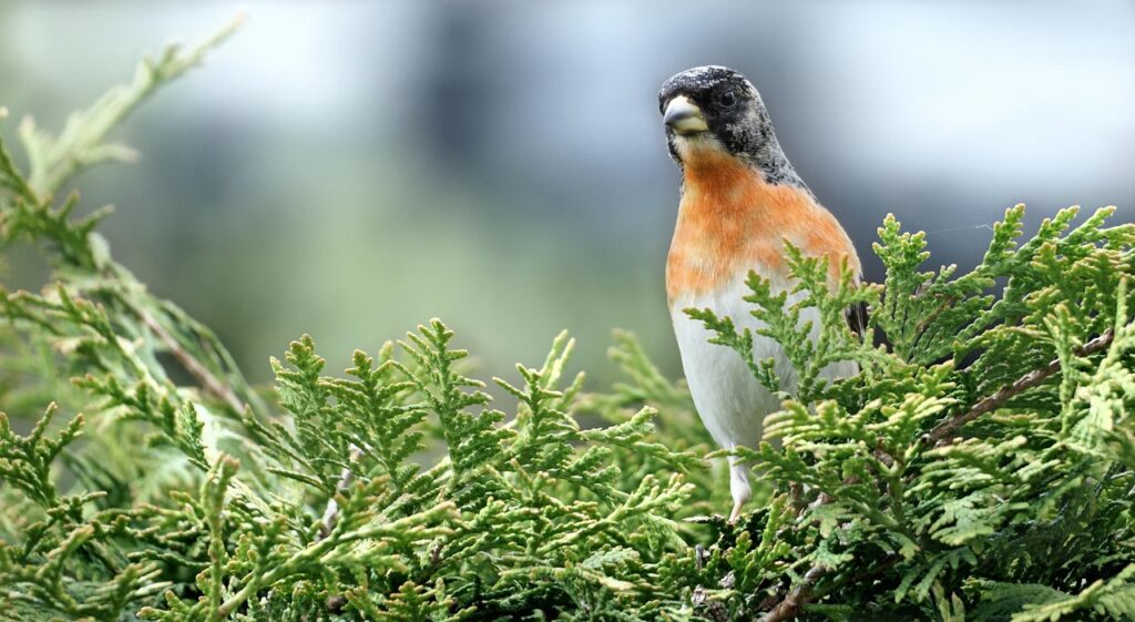 Kepen broeden hoofdzakelijk in Noord-Europa, maar als wintergast zijn ze regelmatig in Nederland te zien
