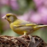 De kleurrijke vinkachtige de groenling