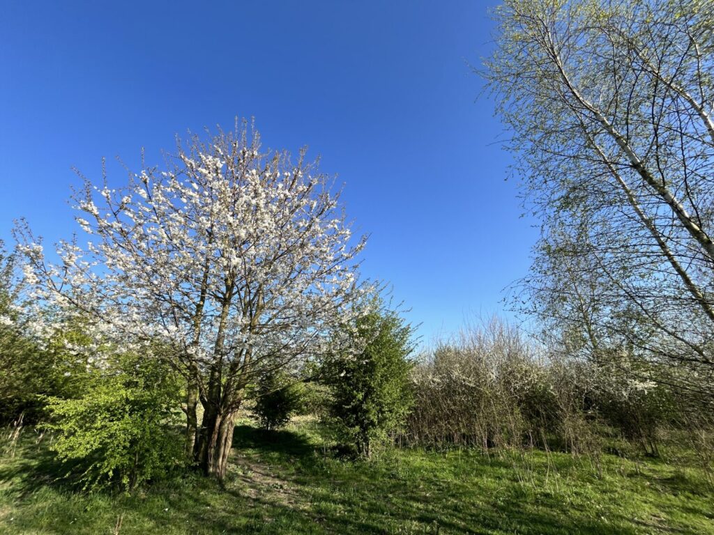 Het halfopen landschap van de Grensmaas is een uitstekend leefgebied voor de groenling. Hier vinden ze dekking en voldoende voedsel en hebben ze tal van broedmogelijkheden (de Natuur van hier)