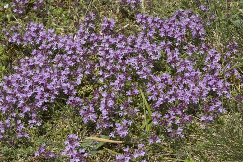 Kleine tijm in bloei