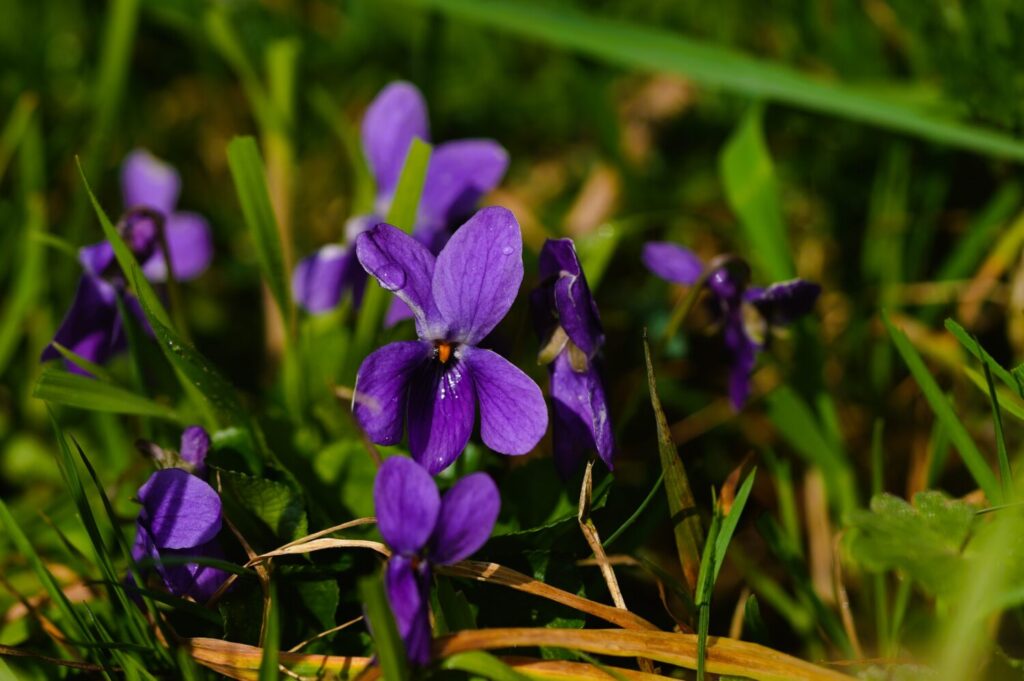Maarts viooltje bloeit vroeg in het jaar met prachtige paarse bloemen (de Natuur van hier)