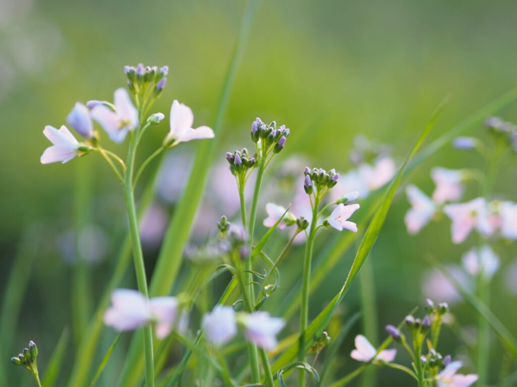 Pinksterbloem is een goede inheemse plant voor vroege insecten