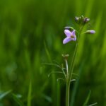 Een pinksterbloem in bloei