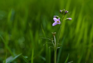 Een pinksterbloem in bloei