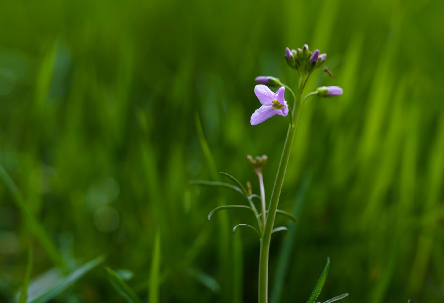 Een pinksterbloem in bloei
