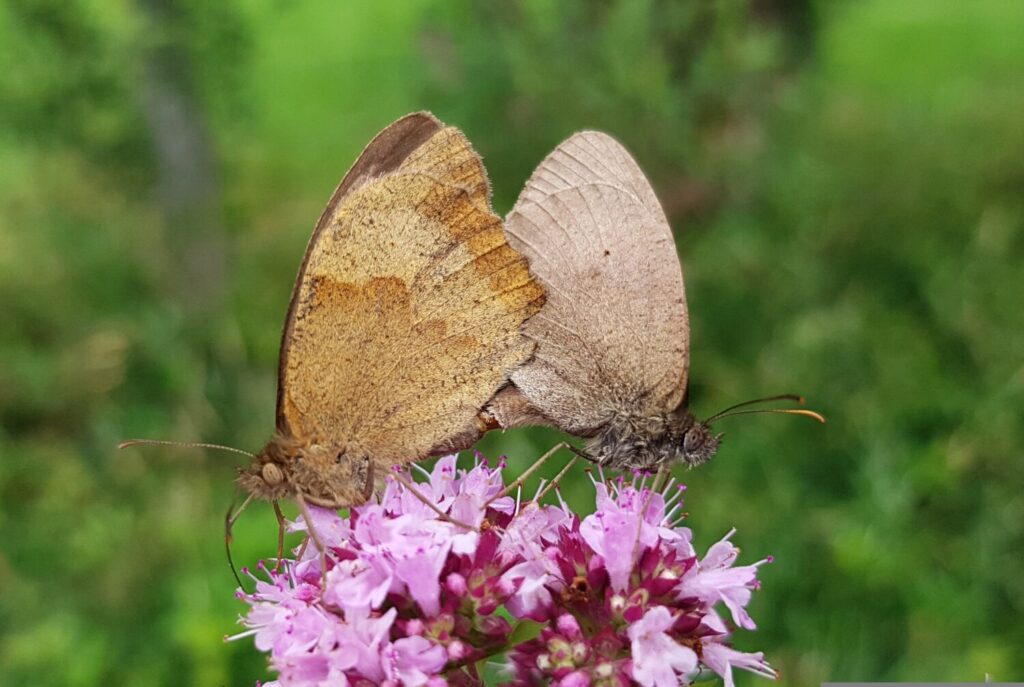 Bruin zandoogje op wilde marjolein