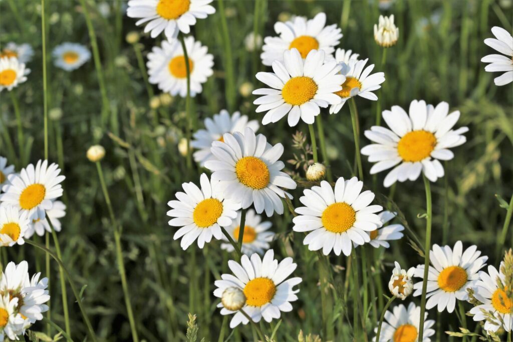 Bloeiende margrieten in een veld