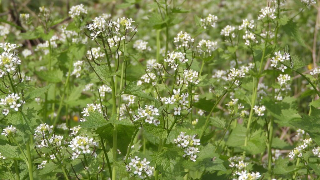 Look-zonder-look bloeit en is een waardplant voor vlinders