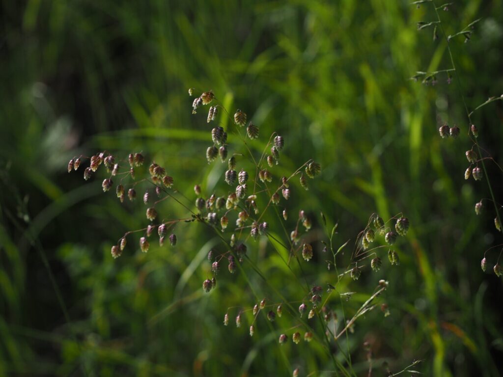 De hartvormige bloemen van bevertjes wegen in de wind