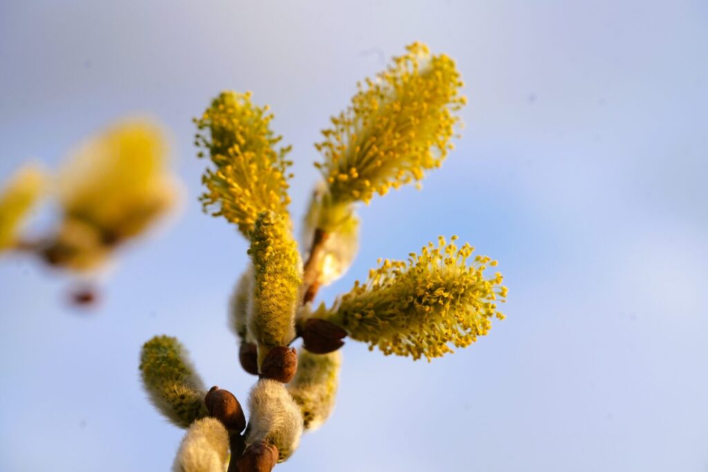 De vroege bloei van boswilg is uitstekend voor vlinders en bijen (de Natuur van hier)