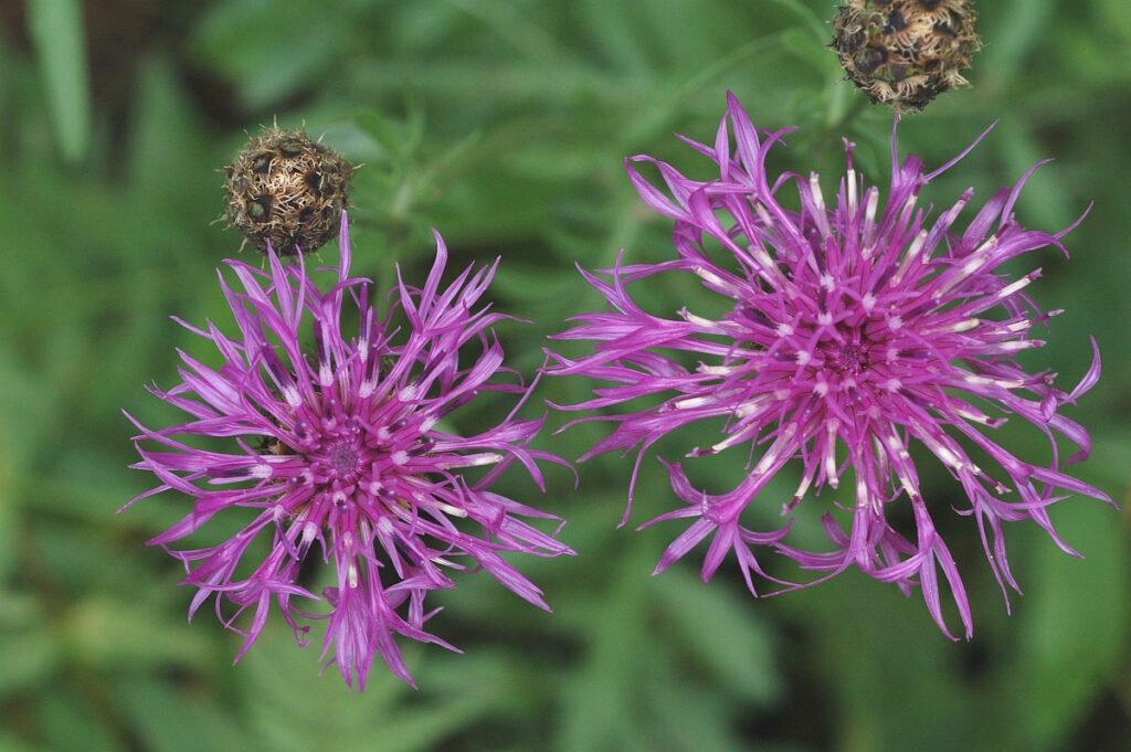 De prachtige paarsroze bloemen van grote centaurie Saxifraga-Marijke Verhagen