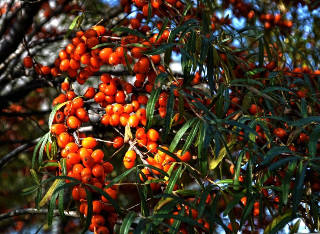 Duindoor krijgt oranje bessen die in de smaak vallen bij vogels