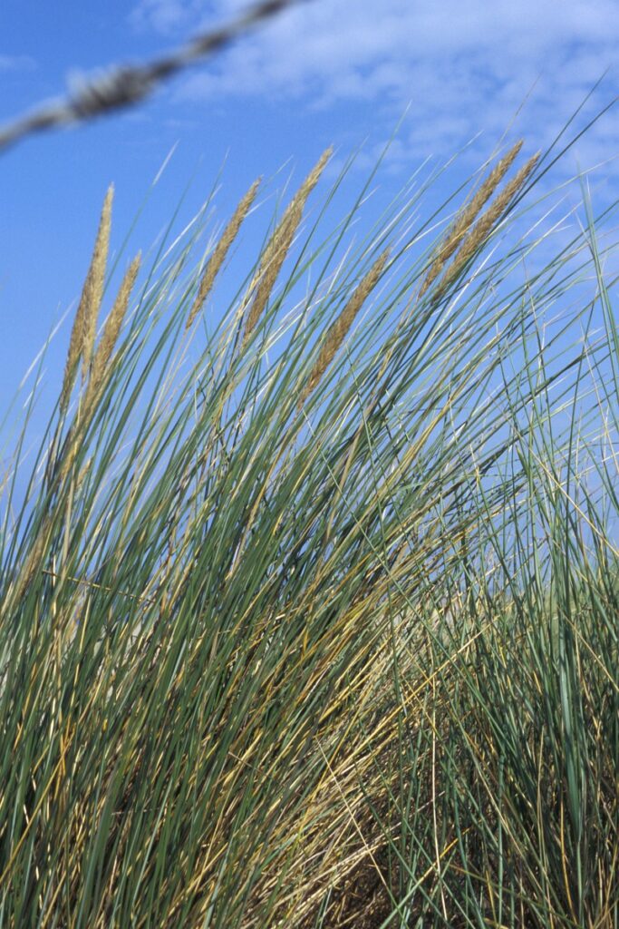 Helmgras bloeit in juni en juli