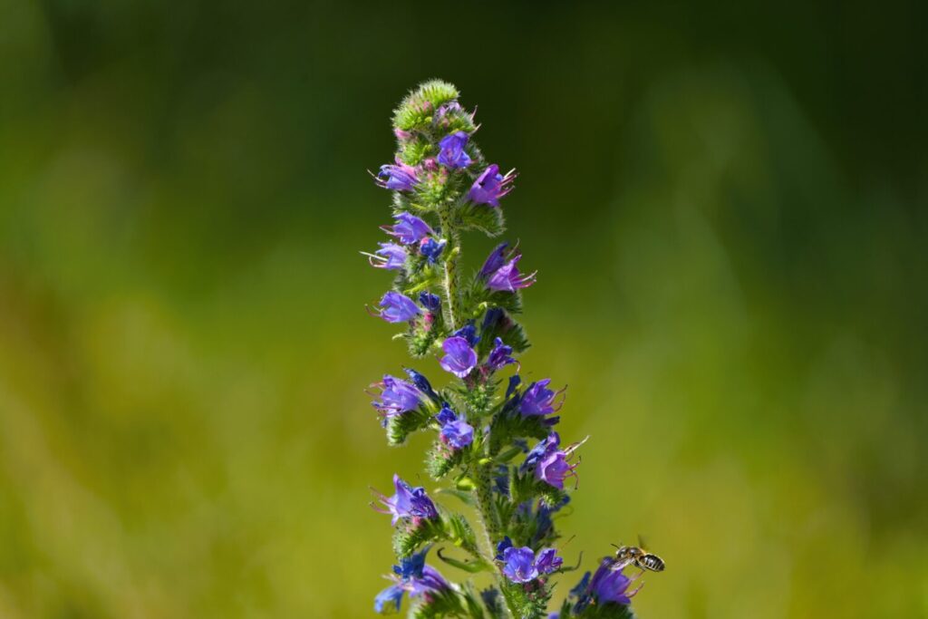 Slangenkruid bloeit prachtig met diepblauwe bloemen (de Natuur van hier)