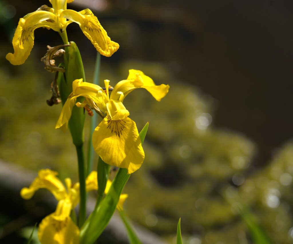 Gele lis is een uitstekende plant in de oever van een vijver of op een permanent natte plek in de tuin (de Natuur van hier)