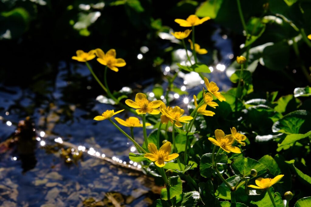 Dotterbloem is een prachtige soort om te gebruiken op natte grond