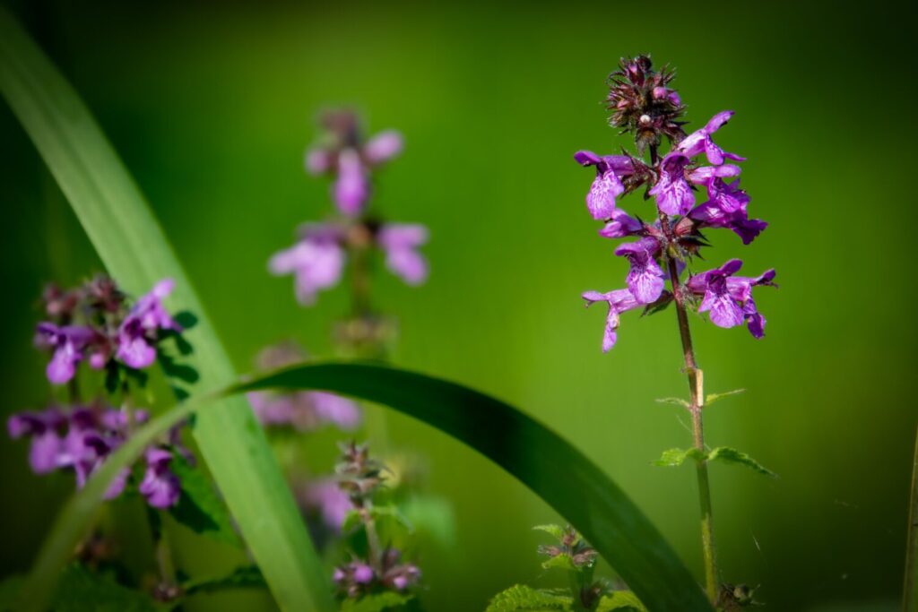 Moerasandoorn kan een prachtige mat van paarse bloemen vormen op een natte grond