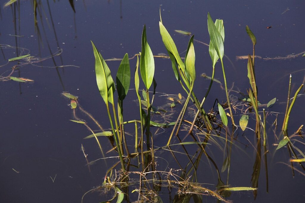 De opgaande groeiwzije van grote waterweegbree zorgt voor extra structuur langs de waterkant (Saxifraga - Peter Meininger)