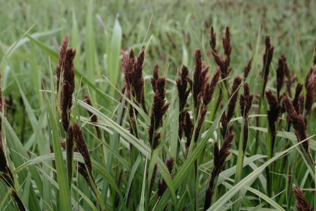 Oeverzegge krijgt donker gekleurde bloeiaren (Saxifraga - Hans Boll)