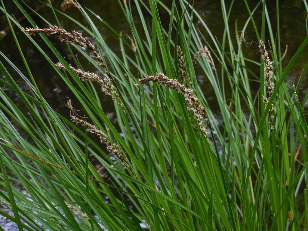 Pluimzegge is een echte oeverplant die schuilplekken biedt aan veel verschillende dieren (Saxifraga - Ed Stikvoort)