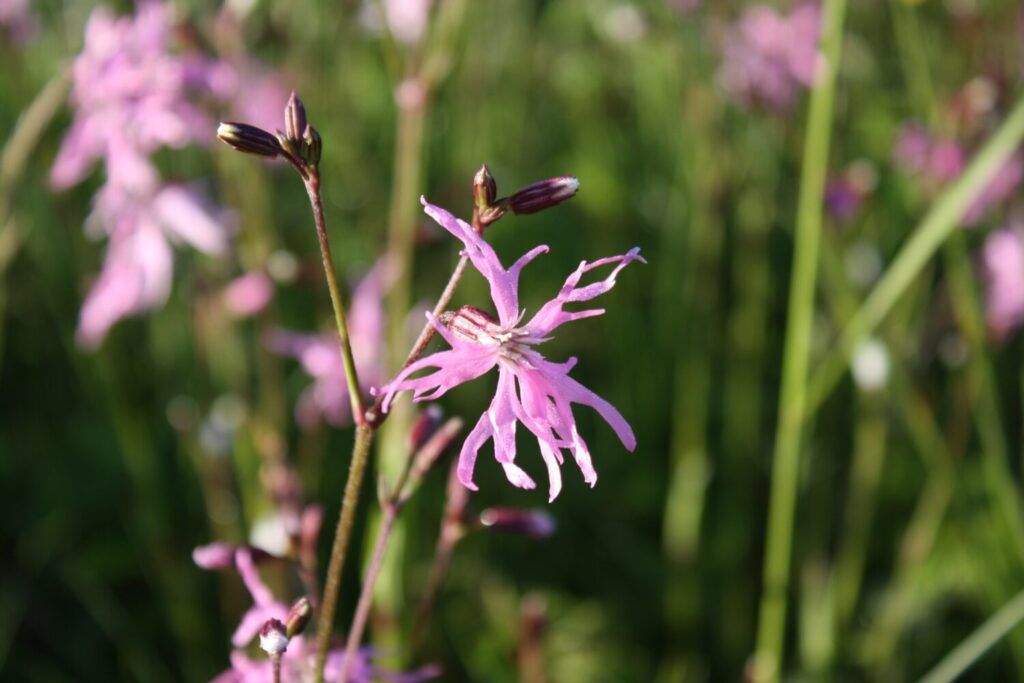 Echte koekoeksbloem krijgt prachtige bloemen die in trek zijn bij veel verschillende soorten insecten