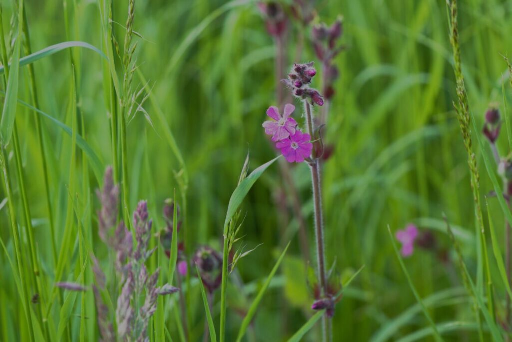 Dagkoekoeksbloem_Kleigrond_Inheemse_Plant