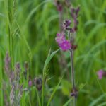 Een bloeiende dagkoekoeksbloem in een vochtig, kruidenrijk grasland (de Natuur van hier)